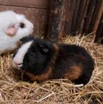 Te koop 2 jonge cavia's beertjes, Dieren en Toebehoren, Knaagdieren, Cavia, Mannelijk, November, Tam