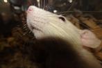 Tamme jonge ratjes., Rat, Juni, Meerdere dieren, Tam