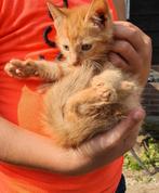 Kittens, rood en lapje, Dieren en Toebehoren, Meerdere dieren, Kortharig, 0 tot 2 jaar