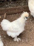 Jonge, witte Zijdehoender haan, Dieren en Toebehoren, Pluimvee, Mannelijk, Kip