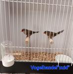 1-1 sint Helena fazantjes, Meerdere dieren, Tropenvogel, Geringd