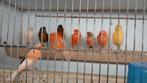 Kanaries  rood, Meerdere dieren, Kleurkanarie