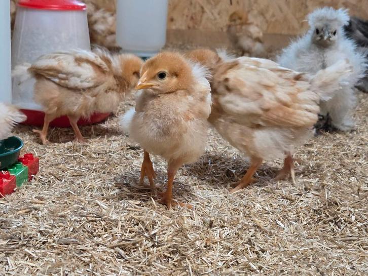 Lohmann leghennen, Dieren en Toebehoren, Pluimvee, Kip, Vrouwelijk