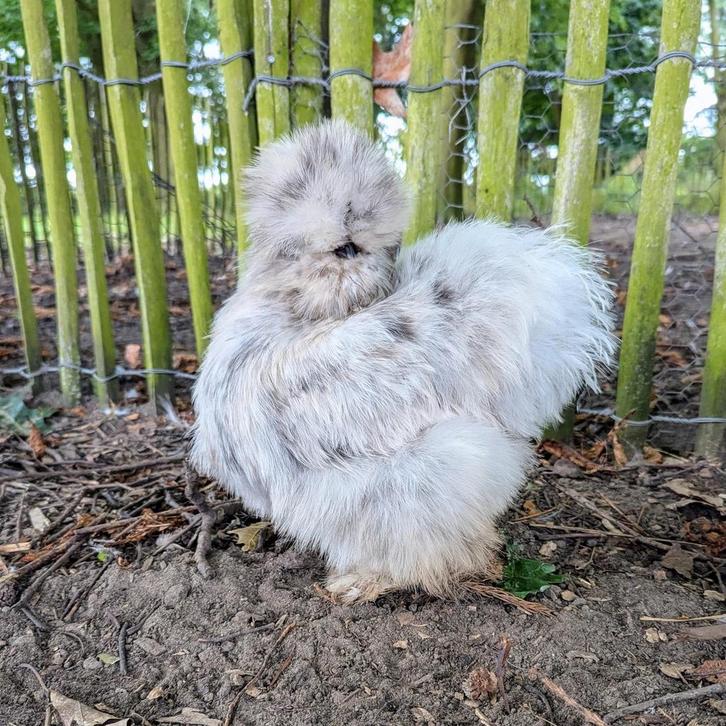 Hennen usa zijdehoenders sierkippen zijdehoen kippen, Dieren en Toebehoren, Pluimvee, Kip, Vrouwelijk
