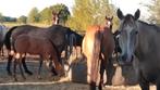 Plekje vrij op onze paddock paradise aan huis, Dieren en Toebehoren, Stalling en Weidegang, Weidegang
