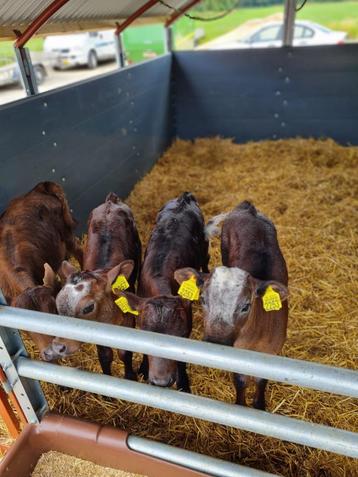 kalver box beschikbaar voor biedingen