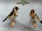 Majoor putters - Carduelis carduelis, Meerdere dieren, Wildzangvogel, Geringd