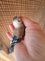 Te koop Major putters, Dieren en Toebehoren, Vogels | Overige Vogels, Meerdere dieren, Wildzangvogel, Geringd
