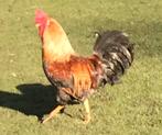 Kippen te koop!, Dieren en Toebehoren, Meerdere dieren, Kip