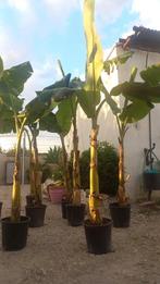 super mooie bananen bomen t/m 2.5 hoog, Tuin en Terras, Planten | Bomen, Volle zon, Ophalen of Verzenden