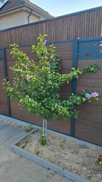 Hibiscus op stam, Tuin en Terras, Planten | Bomen, Overige soorten, 100 tot 250 cm, Zomer, Ophalen