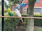 Te koop drie parkieten, Meerdere dieren, Parkiet