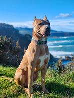 Pitbull dekreu getest, Particulier, Rabiës (hondsdolheid), Reu, Buitenland