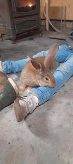 Jonge vlaamse Reuzen, Dieren en Toebehoren, Meerdere dieren, Overige typen, Tam, September