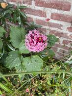 Pindkaasplant, Tuin en Terras, Planten | Tuinplanten, Volle zon, Vaste plant, Zomer, Ophalen