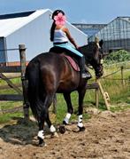 Fanatieke werkwillige merrie, Dieren en Toebehoren, Paarden, Merrie, Gechipt, 160 tot 165 cm, 11 jaar of ouder