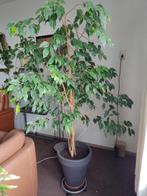 1, Huis en Inrichting, Kamerplanten, Ophalen, Overige soorten, Minder dan 100 cm