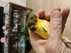 een koppel kanaries voor €25, Dieren en Toebehoren, Vogels | Kanaries, Meerdere dieren, Kleurkanarie