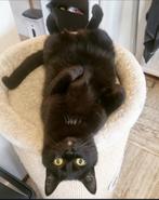 Vermist kat! Omgeving Boxtel, Dieren en Toebehoren, Kat