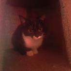 Lieve en aanhankelijke kittens, Dieren en Toebehoren