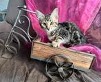 Ragdoll/Snow Bengaal kittens  VOLLEDIG INGEËNT en GECHIPT, Dieren en Toebehoren, Meerdere dieren, Gechipt, 0 tot 2 jaar