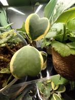 Hoya kerrii variegata /hartplant, Ophalen, Halfschaduw, Minder dan 100 cm