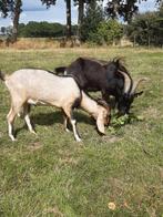 Bokken te koop Poitevine x Toggenburger en  Nubisch, Dieren en Toebehoren, Schapen, Geiten en Varkens, Mannelijk, Geit, 0 tot 2 jaar