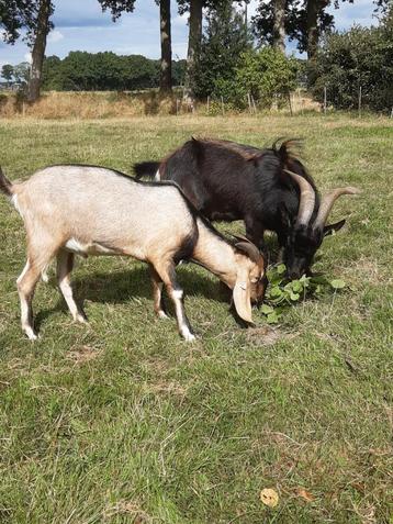 Bokken te koop Poitevine x Toggenburger en  Nubisch beschikbaar voor biedingen