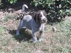 te koop Duitse Staande Draadhaar pups, Dieren en Toebehoren, Honden | Setters en Staande honden, Duitse Staande hond, 8 tot 15 weken