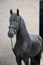 Barok pinto x Fries, Dieren en Toebehoren, Paarden, Gechipt, Ruin, Zadelmak, 3 tot 6 jaar
