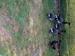 Pacific rotgans onverwant, Meerdere dieren, Gans of Zwaan