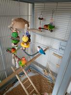 4 x agapornis incl kooi., Dieren en Toebehoren, Geslacht onbekend, Dwergpapegaai of Agapornis