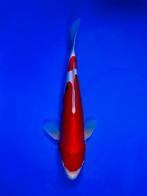 VHQ Tateshita Beni Kumonryu 27-32cm Japanse koi, Dieren en Toebehoren, Vissen | Vijvervissen, Karper of Koi