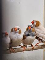 4 zebravink mannen, Mannelijk, Tropenvogel, Geringd