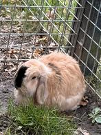 Konijnen tehuis gezocht, Dieren en Toebehoren, April, Vrouwelijk