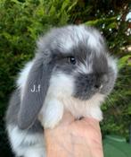 Raszuivere Franse hangoor konijnen, Dieren en Toebehoren, Konijnen, Meerdere dieren, Groot, Hangoor