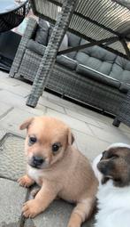 Jack Russel x Pomeriaan  pups, Dieren en Toebehoren, Honden | Jack Russells en Terriërs, Rabiës (hondsdolheid), Jack Russell Terriër