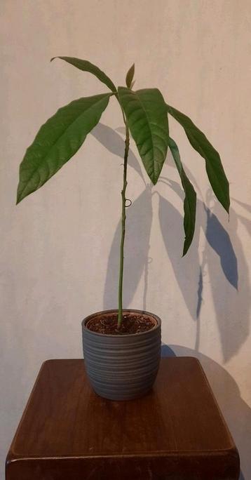 Leuke avocado plant beschikbaar voor biedingen