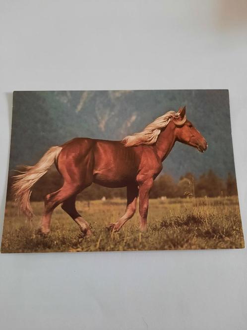 paard paarden kaart Popp, Verzamelen, Ansichtkaarten | Dieren, Ongelopen, 1980 tot heden, Paard, Ophalen