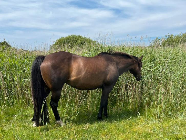 Quarab merrie, recreatief western, Dieren en Toebehoren, Paarden, Merrie, Niet van toepassing, Minder dan 160 cm, 11 jaar of ouder