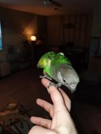 Super tamme Bonte boer/meyer papegaai te koop, Dieren en Toebehoren, Vogels | Parkieten en Papegaaien, Geslacht onbekend, Papegaai