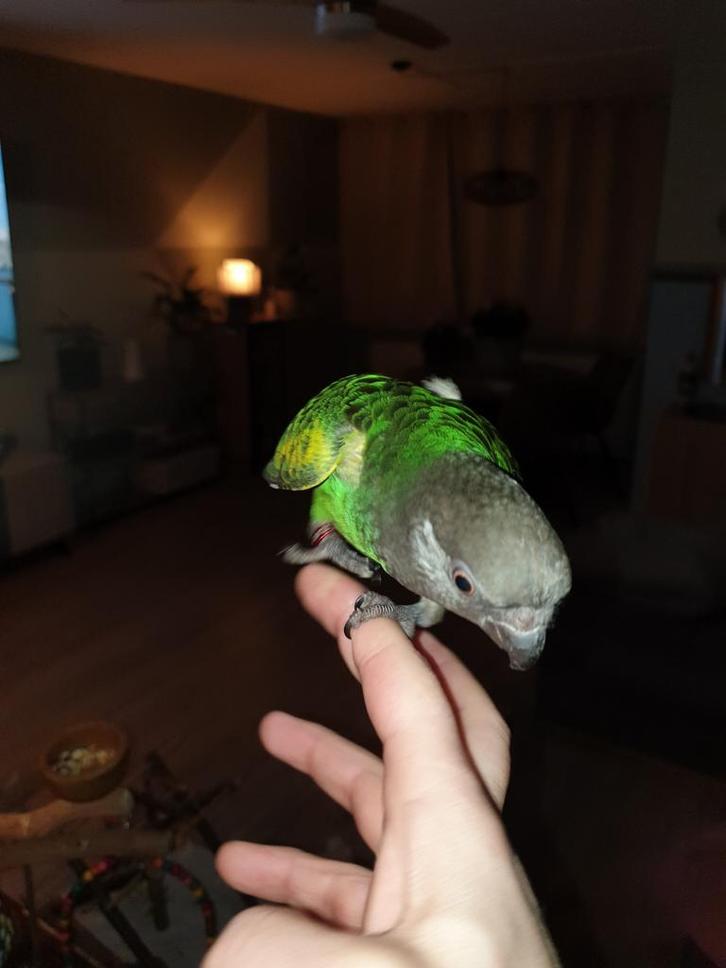 Super tamme Bonte boer/meyer papegaai te koop, Dieren en Toebehoren, Vogels | Parkieten en Papegaaien, Papegaai, Geslacht onbekend