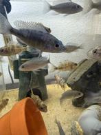 Multi color cichliden, Dieren en Toebehoren, Vis