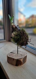 Amaryllis op standaard, Ophalen of Verzenden, Nieuw