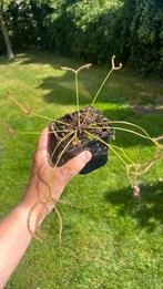 Drosera binata, Tuin en Terras, Planten | Tuinplanten, Ophalen, Zomer, Overige soorten, Volle zon