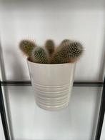 Leuke cactus in pot, Minder dan 100 cm, Groene kamerplant, Halfschaduw, Ophalen of Verzenden