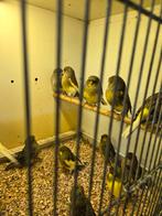 18 gloster kanaries, Dieren en Toebehoren, Vogels | Kanaries, Meerdere dieren, Kleurkanarie