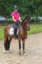 Een schat van een D pony!, Dieren en Toebehoren, Pony's, B, Gechipt, Ruin, 3 tot 6 jaar