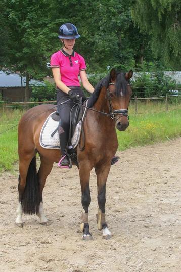 Een schat van een D pony! beschikbaar voor biedingen