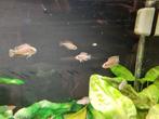 Neolamprologus multifasciatus slakkenhuiscichlice, Dieren en Toebehoren, Vissen | Aquariumvissen, Zoetwatervis, Vis